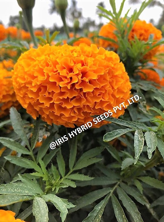 FLOWER SEEDS F1 HYBRID MARIGOLD ORANGE IHS-786 product  Image 5