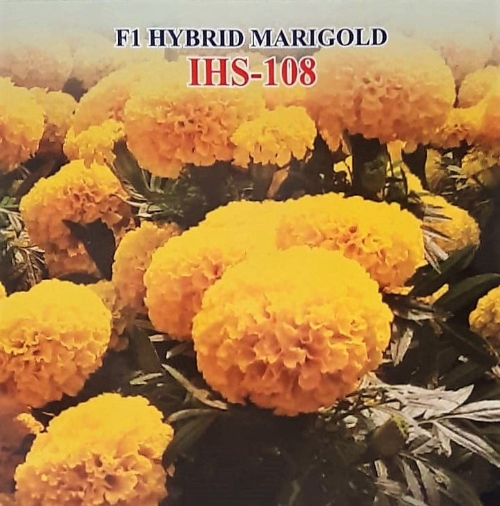 IRIS HYBRID FLOWER SEEDS F1 HYBRID MARIGOLD YELLOW IHS-108 product  Image 3