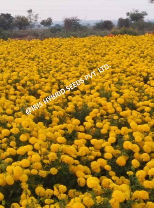 IRIS HYBRID FLOWER SEEDS F1 HYBRID MARIGOLD YELLOW IHS-303 product  Image 4