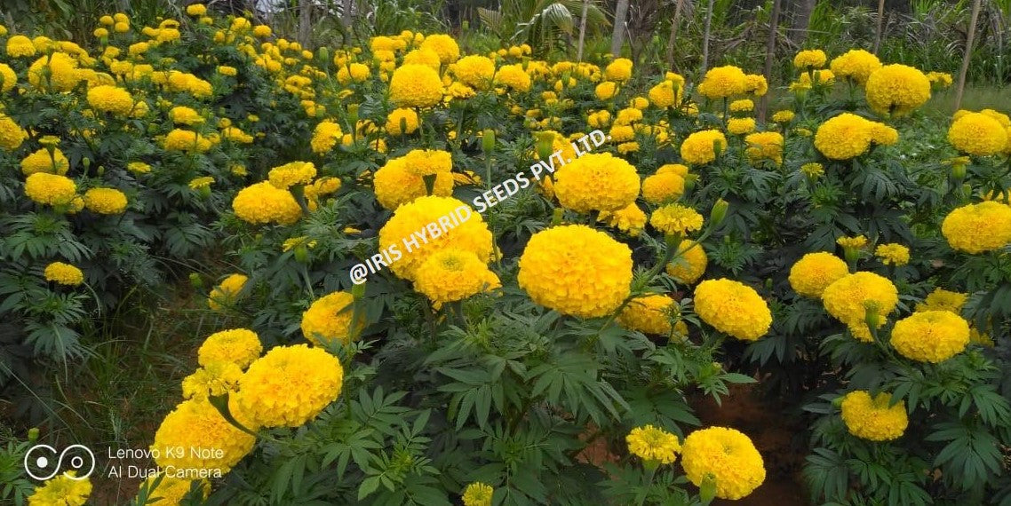 IRIS HYBRID FLOWER SEEDS F1 HYBRID MARIGOLD YELLOW IHS-303 product  Image 5