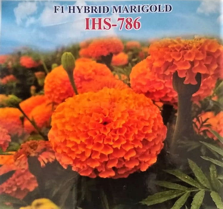 FLOWER SEEDS F1 HYBRID MARIGOLD ORANGE IHS-786 product  Image 6