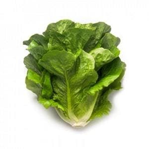 MAXIMUS RZ (41-95) COX LETTUCE product  Image