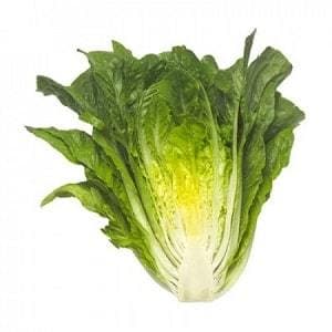 MAXIMUS RZ (41-95) COX LETTUCE product  Image 2