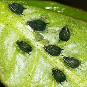 Ilex Insecticide product  Image 3