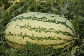 NS 775 WATERMELON SEEDS product  Image 2