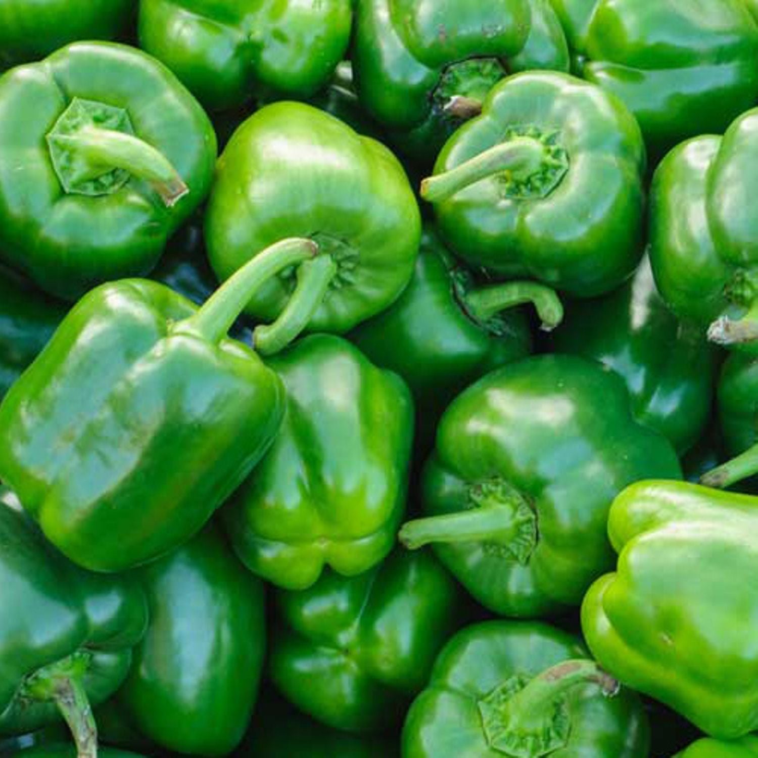 VEGETABLE SEEDS GREEN CAPSICUM product  Image 3