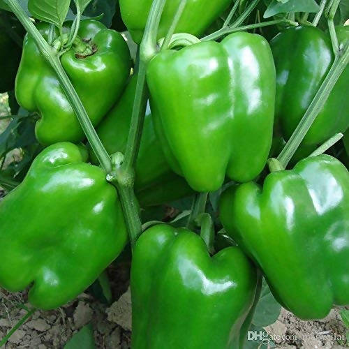 INDUS CAPSICUM 1201 GREEN SEEDS (SHIMLA MIRCH) product  Image 2