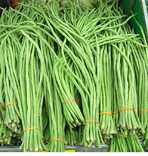 IRIS HYBRID VEGETABLE SEEDS YARDLONG BEANS product  Image 3