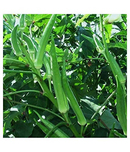 SHINE OKRA DHAMINI F1 HYBRID SEEDS product  Image 3