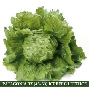 PATAGONIA RZ (45-53) ICEBERG LETTUCE product  Image 2