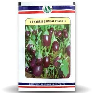 BRINJAL PRAGATI (CHU-CHU) product  Image