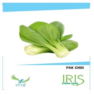 IRIS HYBRID VEGETABLE SEEDS PAK CHOI product  Image 2