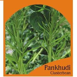 PANKHUDI CLUSTER BEANS product  Image 1