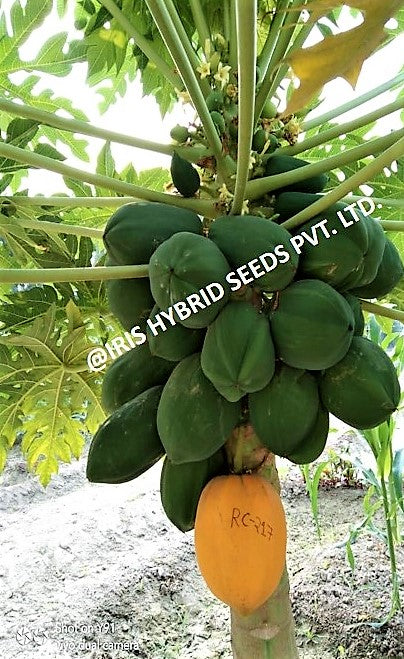 IRIS HYBRID FRUIT SEEDS PAPAYA RC-217 product  Image 4