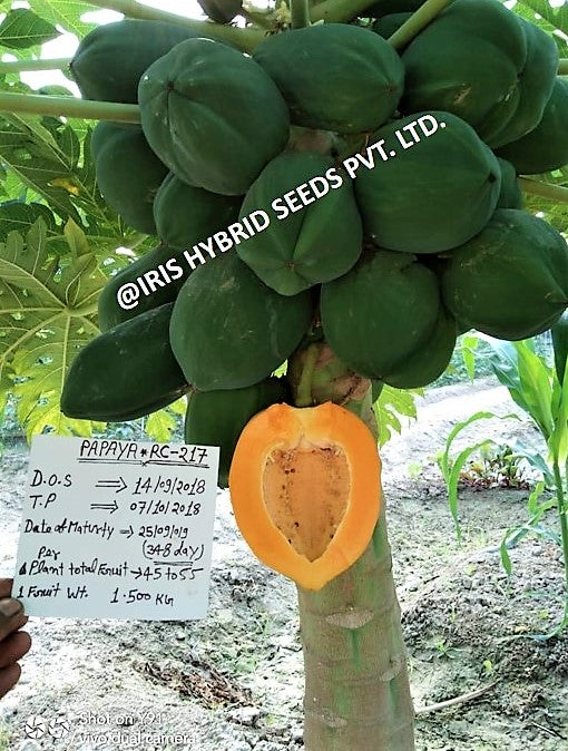 IRIS HYBRID FRUIT SEEDS PAPAYA RC-217 product  Image 7