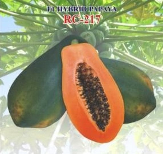 IRIS HYBRID FRUIT SEEDS PAPAYA RC-217 product  Image 3