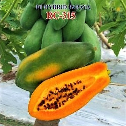 IRIS RC-315 PAPAYA SEEDS product  Image 3