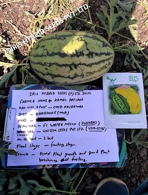 IRIS HYBRID FRUIT SEEDS WATERMELON PUKHRAJ - SUGAR BABY TYPE product  Image 2