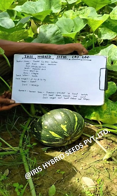 IRIS HYBRID VEGETABLE SEEDS F1 HYBRID PUMPKIN IHS-205 product  Image 3