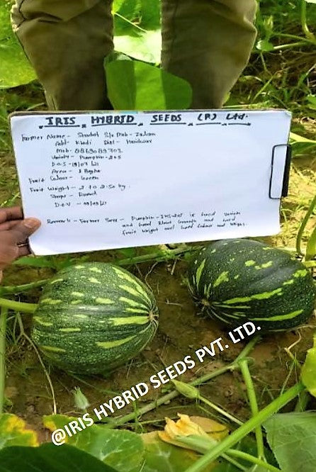 IRIS HYBRID VEGETABLE SEEDS F1 HYBRID PUMPKIN IHS-205 product  Image 4