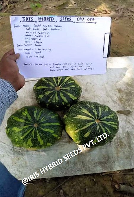 IRIS HYBRID VEGETABLE SEEDS F1 HYBRID PUMPKIN IHS-205 product  Image 6