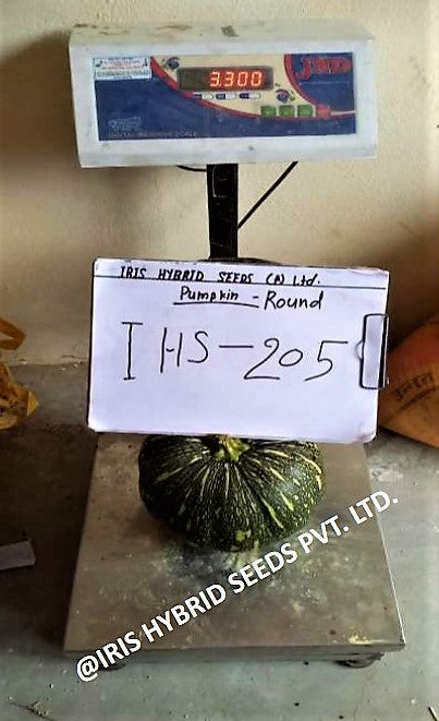 IRIS HYBRID VEGETABLE SEEDS F1 HYBRID PUMPKIN IHS-205 product  Image 7