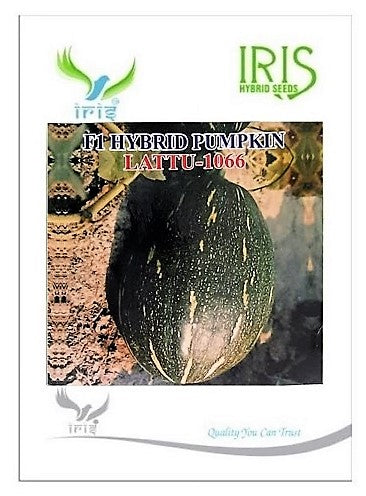 IRIS HYBRID VEGETABLE SEEDS F1 HYBRID PUMPKIN LATTU-1066 (OBLONG) product  Image 2