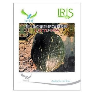 IRIS HYBRID VEGETABLE SEEDS F1 HYBRID PUMPKIN LATTU-1066 (OBLONG) product  Image