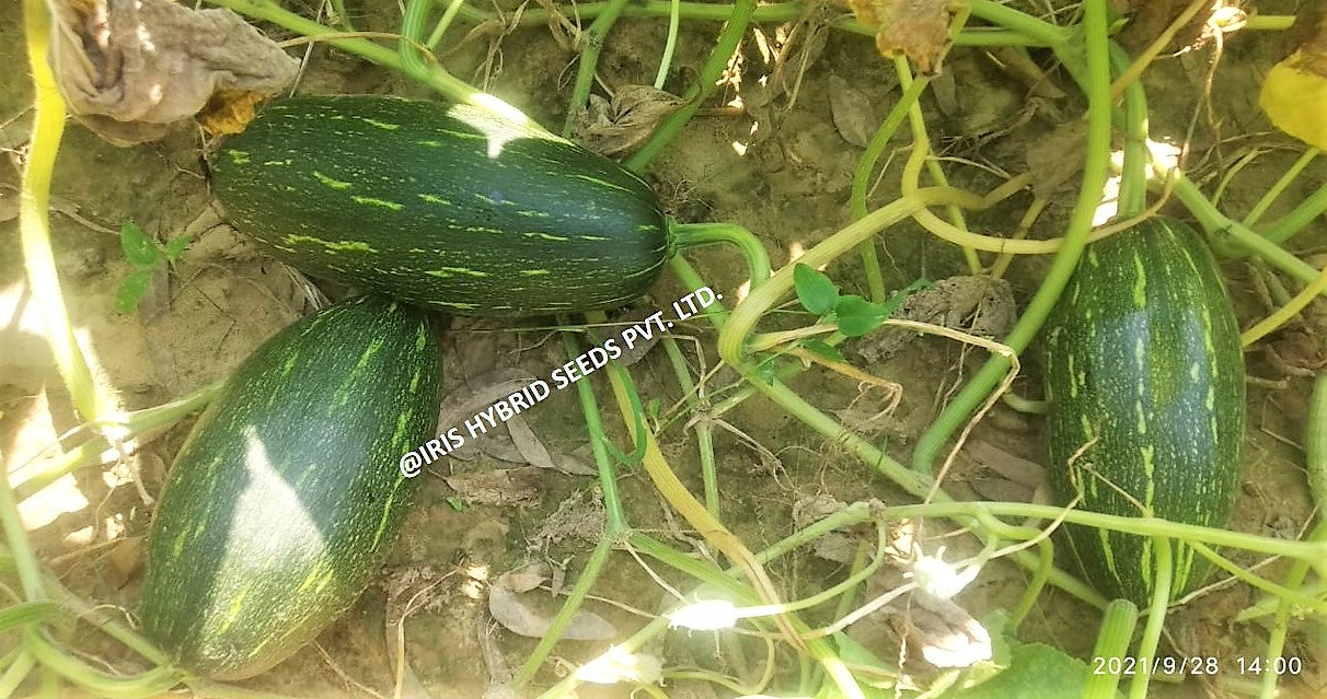 IRIS HYBRID VEGETABLE SEEDS F1 HYBRID PUMPKIN LATTU-1066 (OBLONG) product  Image