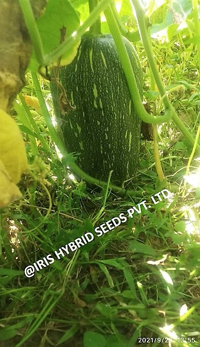 IRIS HYBRID VEGETABLE SEEDS F1 HYBRID PUMPKIN LATTU-1066 (OBLONG) product  Image