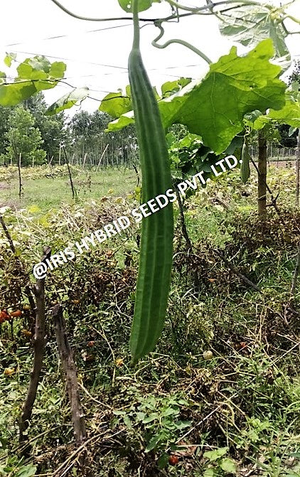 IRIS SUPER MAX RIDGE GOURD SEEDS product  Image 3