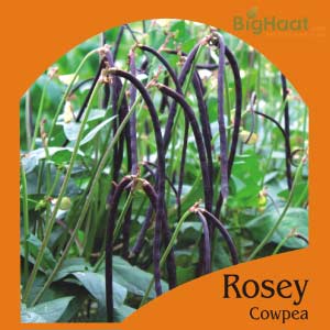 ROSEY COWPEA-BUSH (RED)(OP) product  Image 1