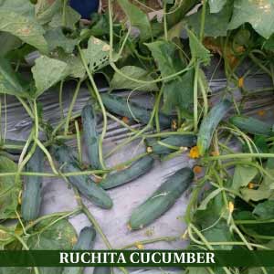 RUCHITA CUCUMBER product  Image 2