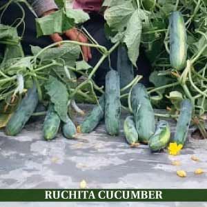 RUCHITA CUCUMBER product  Image 3