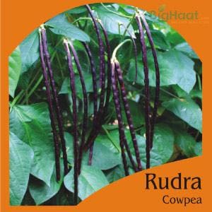 RUDRA COWPEA POLE BEAN (RED) (OP) product  Image