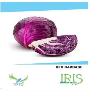 IRIS HYBRID RED CABBAGE SEEDS product  Image 1