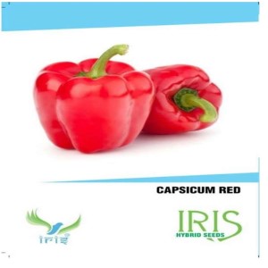 IRIS HYBRID VEGETABLE SEEDS RED CAPSICUM product  Image 2