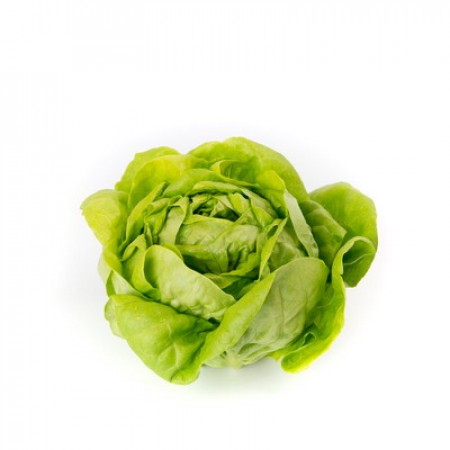 REX RZ (42-06) LETTUCE product  Image 1