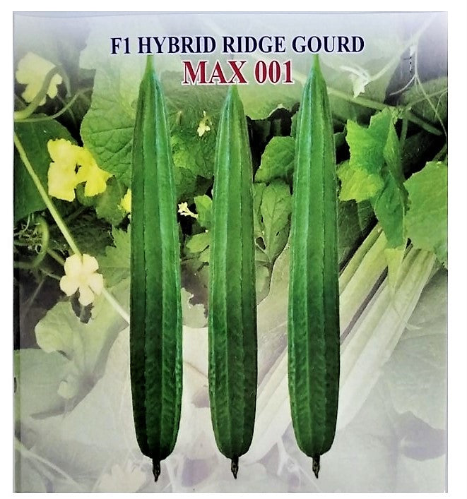 IRIS HYBRID VEGETABLE SEEDS F1 HYBRID RIDGE GOURD MAX001 product  Image 3