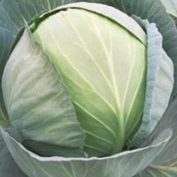 S92 (MITRA) CABBAGE product  Image 2