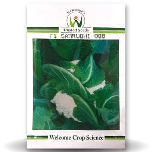 SAMRUDHI 808 CAULIFLOWER product  Image 1