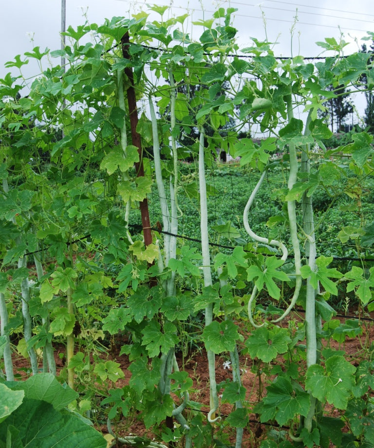 SARPAN HYBRID SNAKE GOURD-21 (SEEDS) product  Image 3