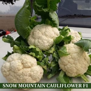 SNOW MOUNTAIN CAULIFLOWER F1 product  Image 1