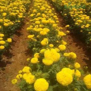 SW 506 YELLOW MARIGOLD SEEDS product  Image 2