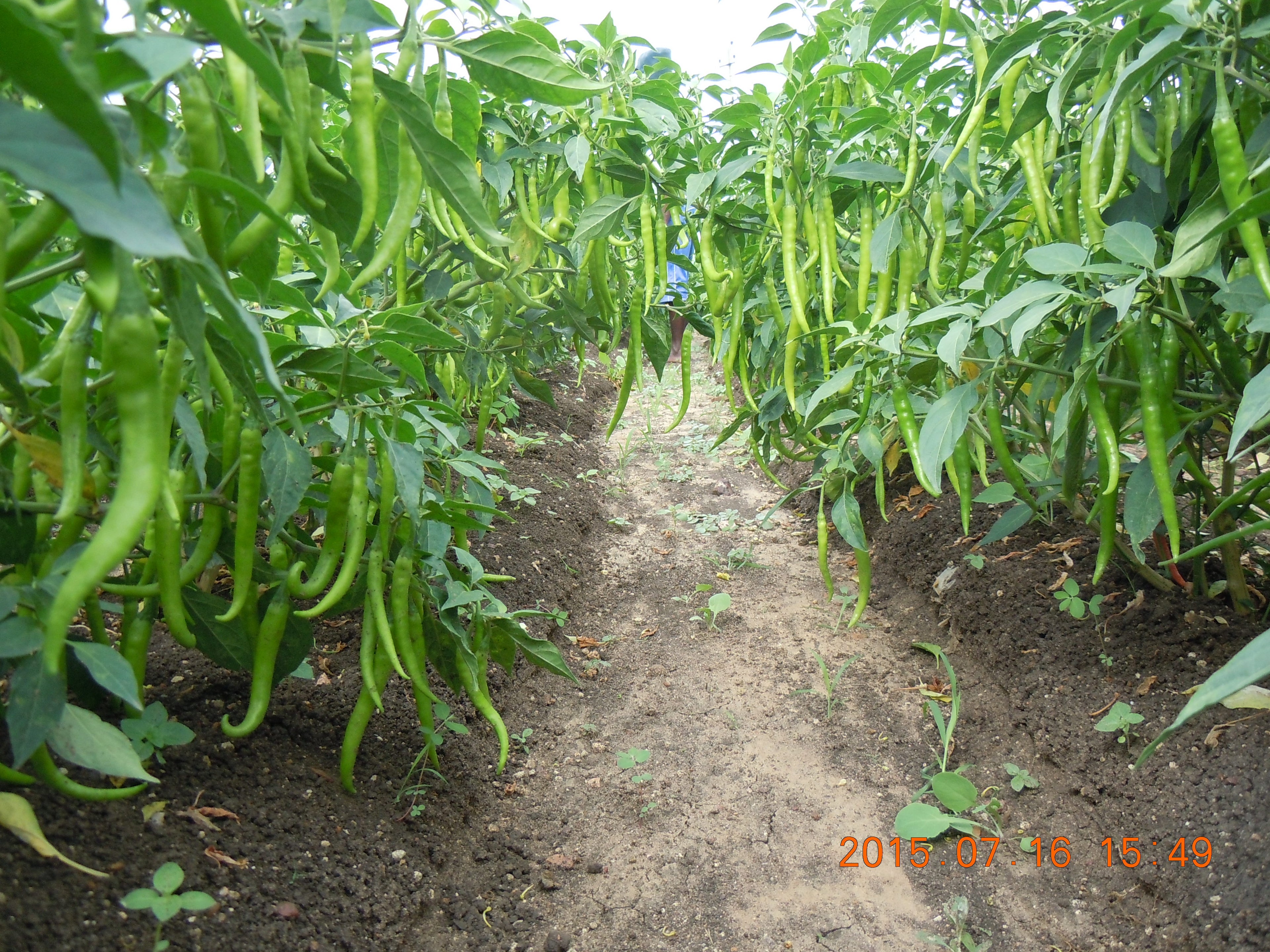 SARPAN F1 CHILLI -132 (SEEDS) product  Image 2