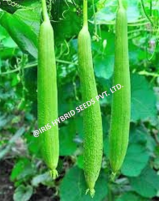 IRIS HYBRID VEGETABLE SEEDS F1 HYBRID SPONGE GOURD SHWETA product  Image 4