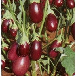 BRINJAL PRAGATI (CHU-CHU) product  Image 2