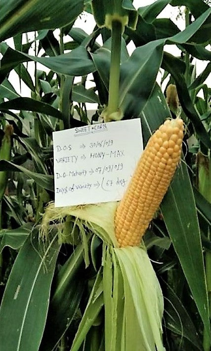 IRIS HYBRID VEGETABLE SEEDS F1 HYBRID SWEET CORN HONEYMAX product  Image 4