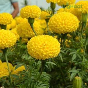 TENNIS BALL F1 HYBRID MARIGOLD SEEDS product  Image 3