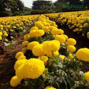 TENNIS BALL F1 HYBRID MARIGOLD SEEDS product  Image 4